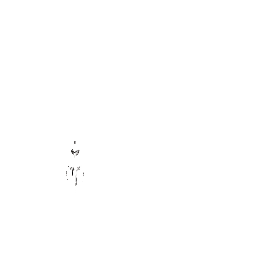 th